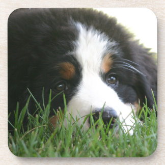 Porta-copo Filhote de cachorro de Bernese