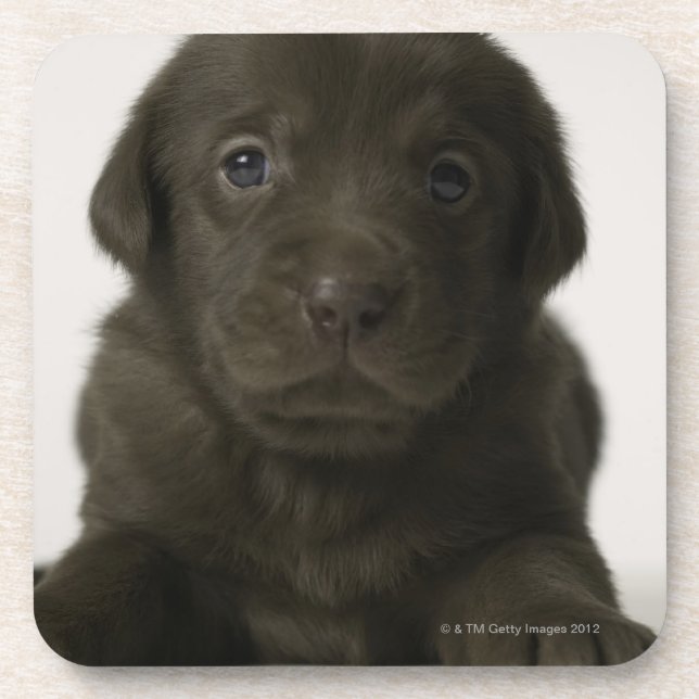 Porta-copo Filhote de cachorro de Brown, retrato, fim-acima (Frente)