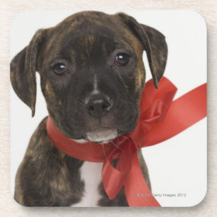 Porta-copo Filhote de cachorro de Pitbull que veste a fita