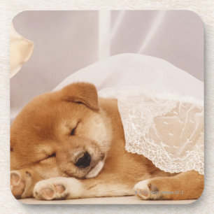 Porta-copo Filhote de cachorro de Shiba Inu que dorme sob uma