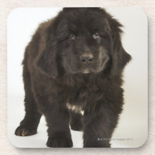Porta-copo Filhote de cachorro de Terra Nova, tiro do estúdi