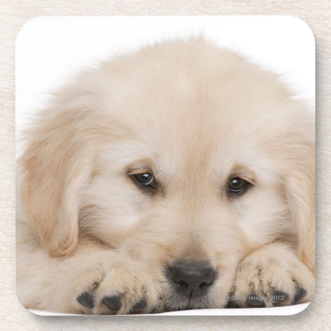 Porta-copo Filhote de cachorro do golden retriever (20 (Frente)