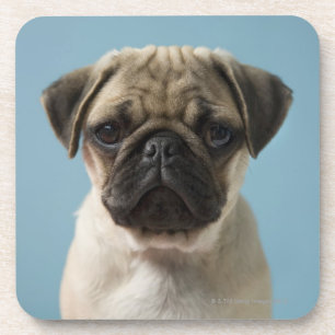 Porta-copo Filhote de cachorro do Pug contra o fundo azul