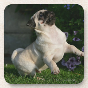 Porta-copo Filhote de cachorro do Pug da jovem corça