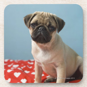 Porta-copo Filhote de cachorro do Pug que senta-se na cama