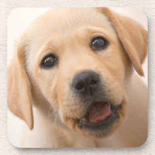 Porta-copo Filhote de cachorro dourado de Labrador