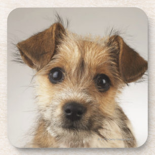 Porta-copo Filhote de cachorro (familiaris do Canis)