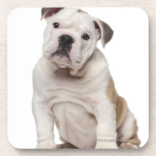 Porta-copo Filhote de cachorro inglês do buldogue (2 meses