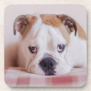 Porta-copo Filhote de cachorro inglês tímido do buldogue