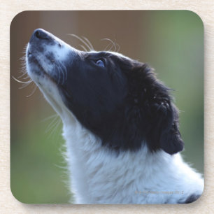 Porta-copo filhote de cachorro novo border collie