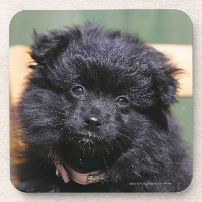 Porta-copo Filhote de cachorro preto de Pomeranian (Frente)