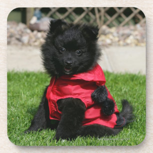 Porta-copo Filhote de cachorro preto de Pomeranian que olha a