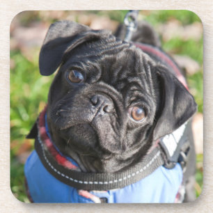 Porta-copo Filhote de cachorro preto do Pug que veste uma