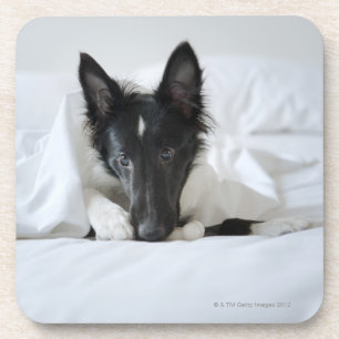 Porta-copo Filhote de cachorro preto e branco na cama com