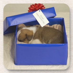 Porta-copo Filhote de cachorro que dorme em uma caixa de