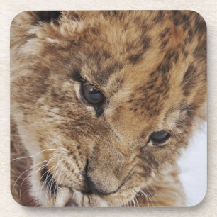 Porta-copo Filhote de leão (Panthera leo) que lambe a pata,