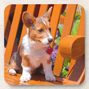 Porta-copo Filhote de Pembroke Welsh Corgi sentado em um banc