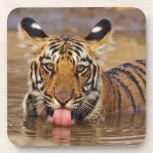 Porta-copo Filhote de tigre-de-bengala-real, bebendo água