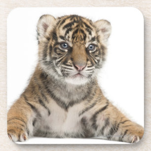 Porta-copo Filhote de tigre de Sumatran