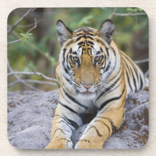Porta-copo Filhote de tigre, parque nacional de Bandhavgarh,
