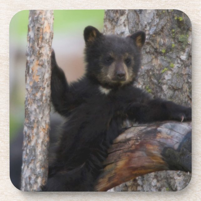 Porta-copo Filhote de Urso Negro Relaxando (Frente)