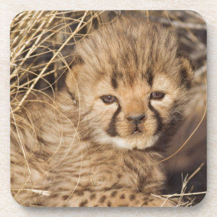 Porta-copo filhote masculino velho de 19 dias. Namíbia