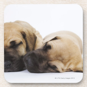 Porta-copo Filhotes de cachorro de great dane que dormem de