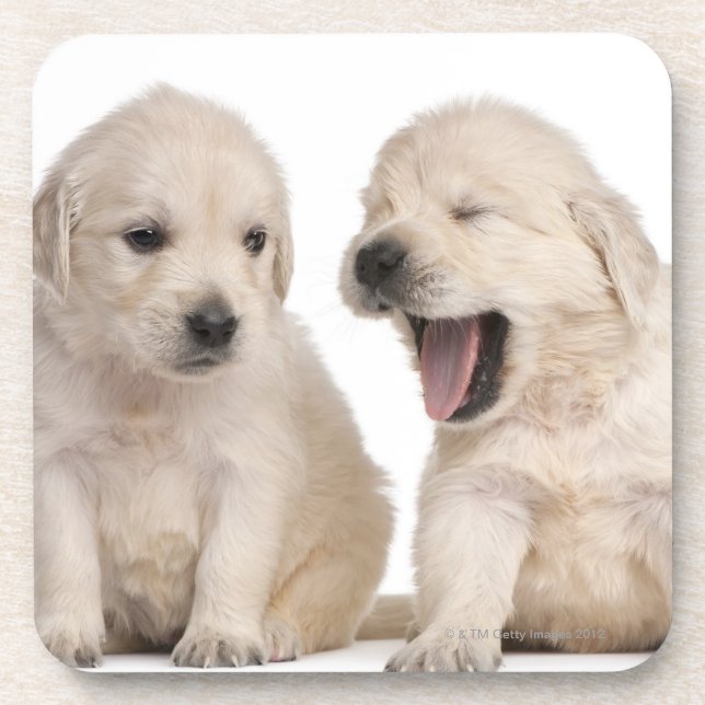 Porta-copo Filhotes de cachorro do golden retriever (4 (Frente)