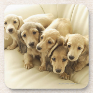 Porta-copo Filhotes de cachorro do Wiener
