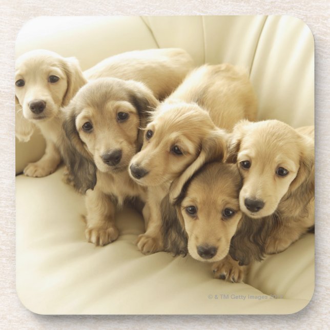 Porta-copo Filhotes de cachorro do Wiener (Frente)