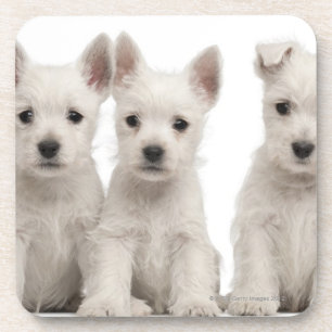 Porta-copo Filhotes de cachorro ocidentais de Terrier das