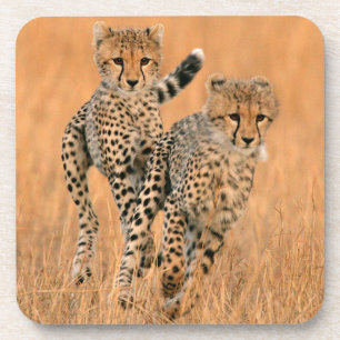 Porta-copo Filhotes de Guepardos (Acinonyx Jubatus) Correndo