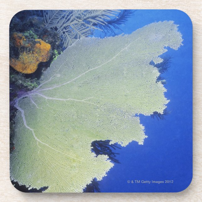 Porta-copo Fim-acima de um fã de mar comum (Frente)