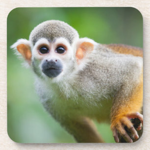 Porta-copo Fim-acima de um macaco de esquilo comum