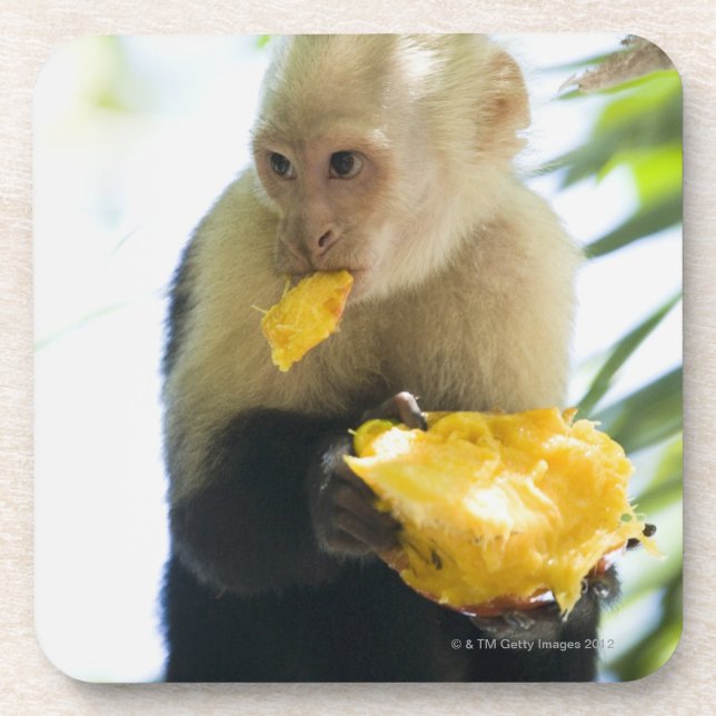 Porta-copo Fim-acima de um macaco do capuchin que come uma (Frente)