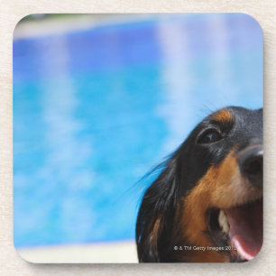 Porta-copo Fim-acima de uma ânsia do cão do Dachshund