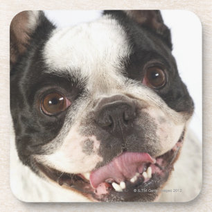 Porta-copo Fim-acima de uma Boston Terrier que cola para fora