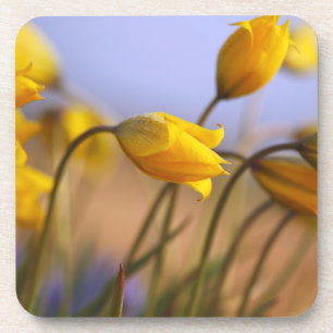 Porta-copo Fim-acima dos daffodils