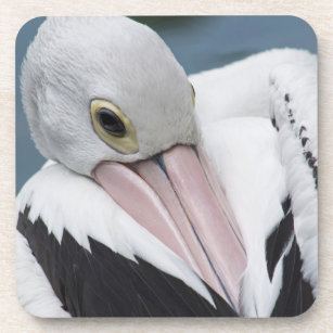 Porta-copo Fim australiano do pelicano acima