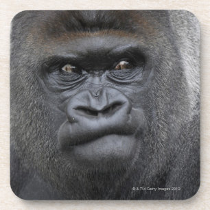 Porta-copo Flachlandgorilla, gorila do gorila,