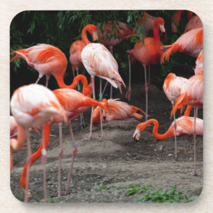 Porta-copo Flamingos tropicais do destino dos pássaros da pra