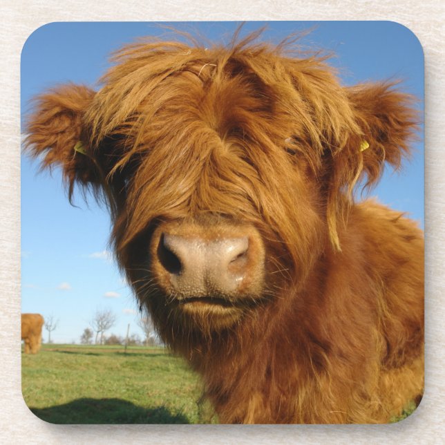 Porta-copo Floffy Scottish Highland Cow - Blue Sky (Frente)