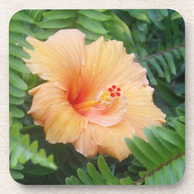 Porta-copo Flor alaranjada do hibiscus com samambaias (Frente)