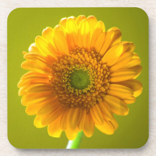 Porta-copo Flor amarela do Gerbera da margarida