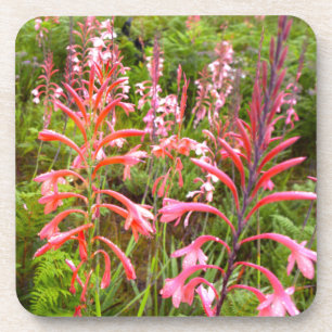 Porta-copo Flor Bugle Lily (Watsonia), Cabo Oriental