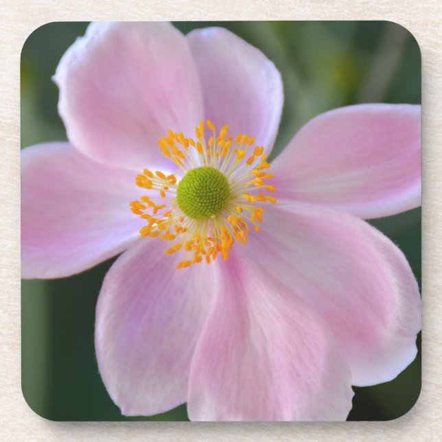 Porta-copo Flor de anêmona rosa japonesa (Frente)