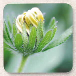 Porta-copo Flor de Cone Flower em Flor
