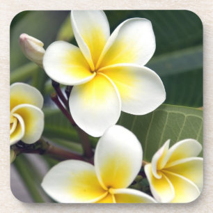 Porta-copo flor de frangipani Ilhas Cook