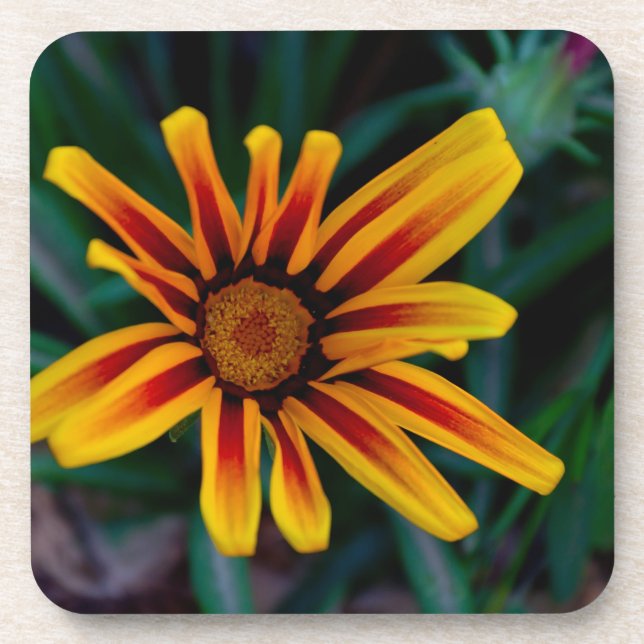 Porta-copo Flor de Gazania (Frente)
