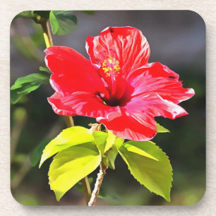Porta-copo Flor de Hibiscus Tropical Vermelha e Bonita